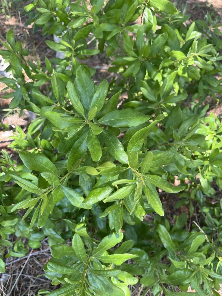 Myrica Pensylvanica