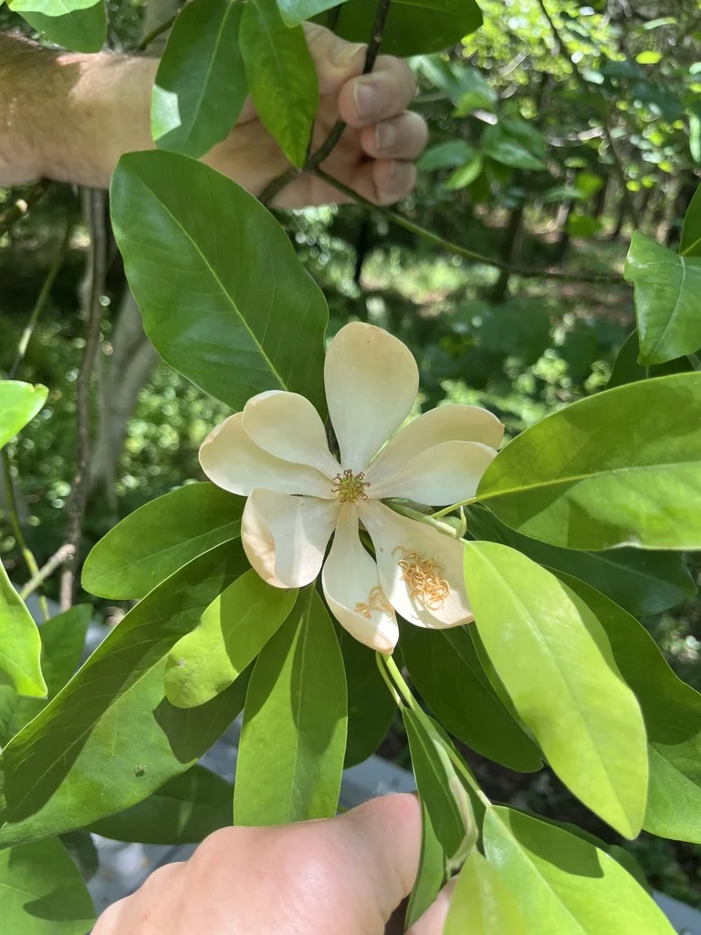 Magnolia Virginiana