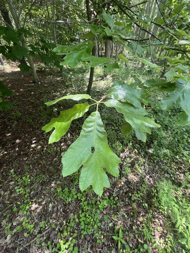 Quercus Falcata
