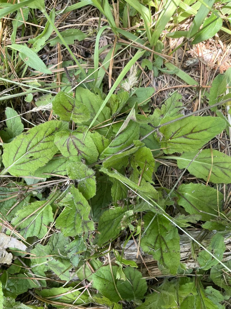 Salvia Lyrata