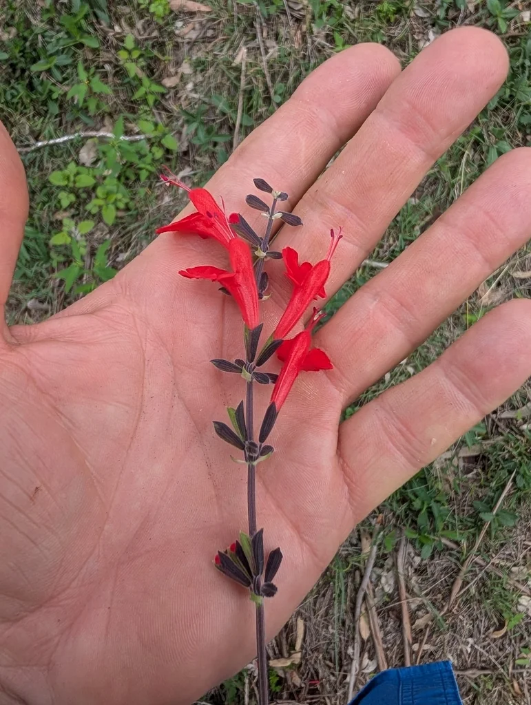 Salvia coccinea