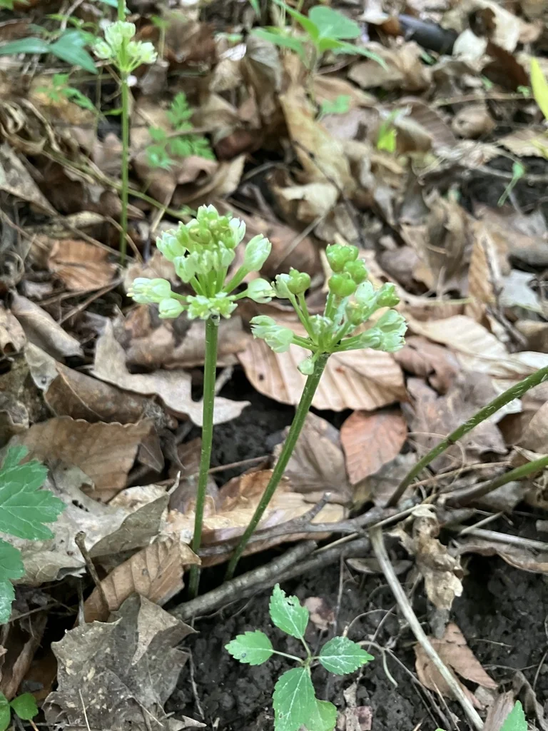 Allium Tricoccum