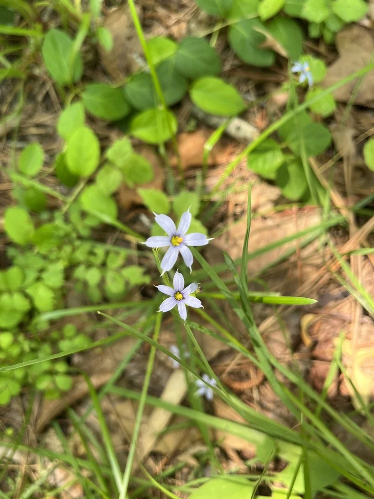 Sisyrinchium Angustifolium