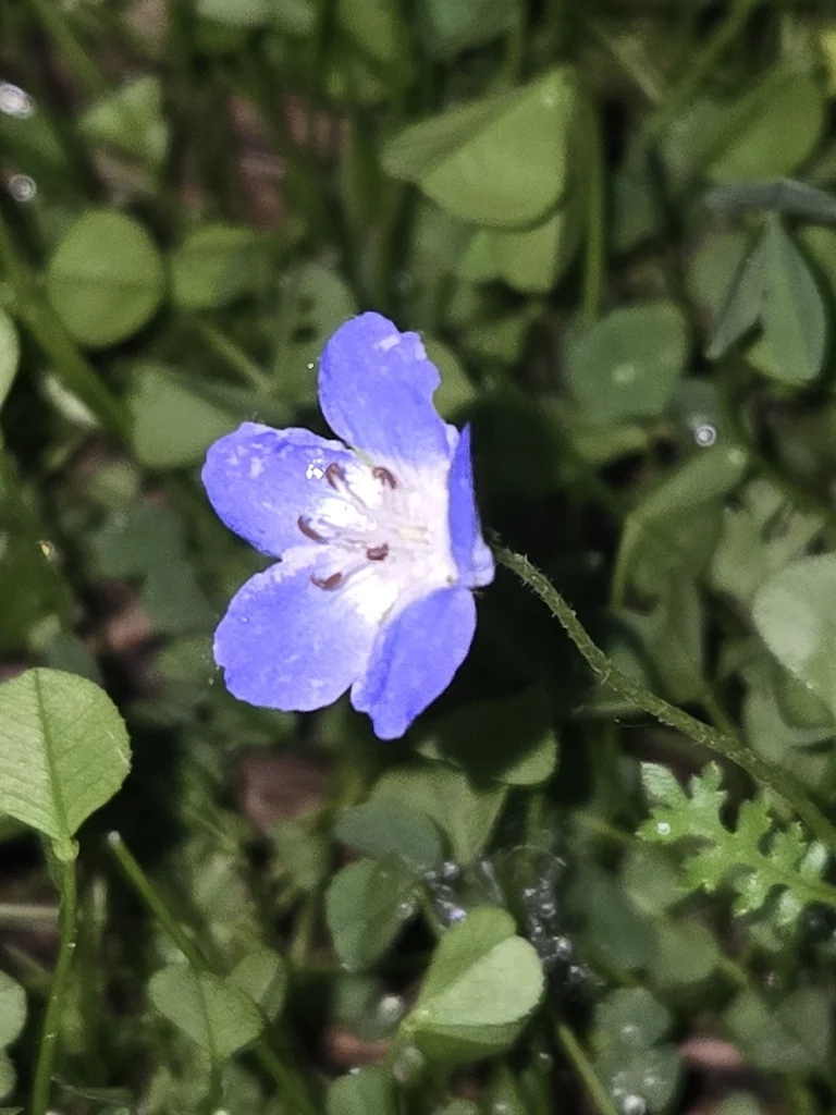 Nemophila Menziesii