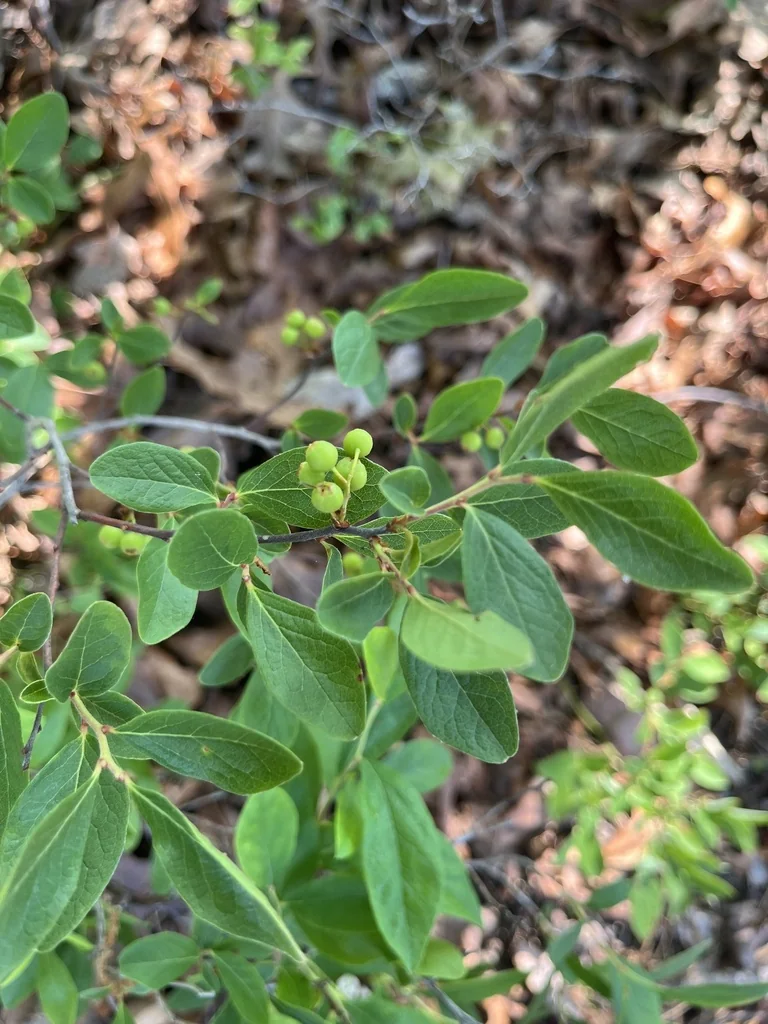 Gaylussacia Baccata