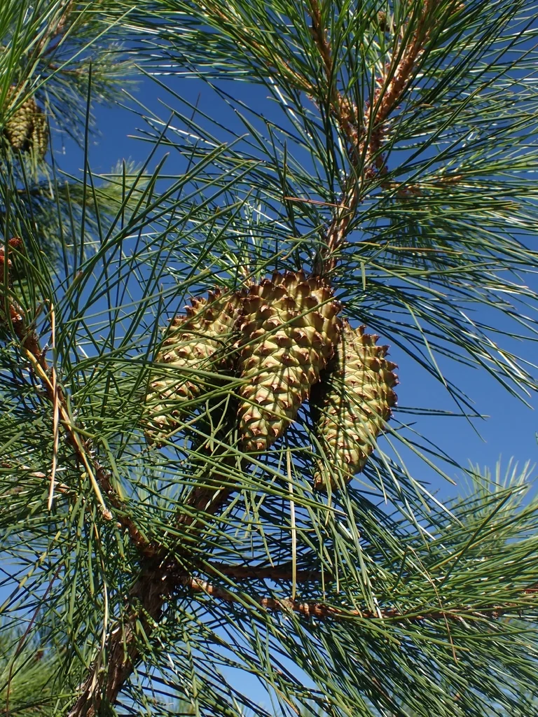 Pinus Attenuata