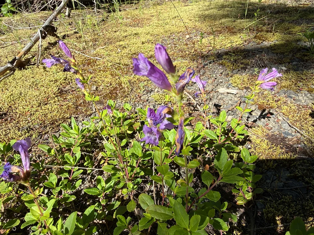 Penstemon Cardwellii