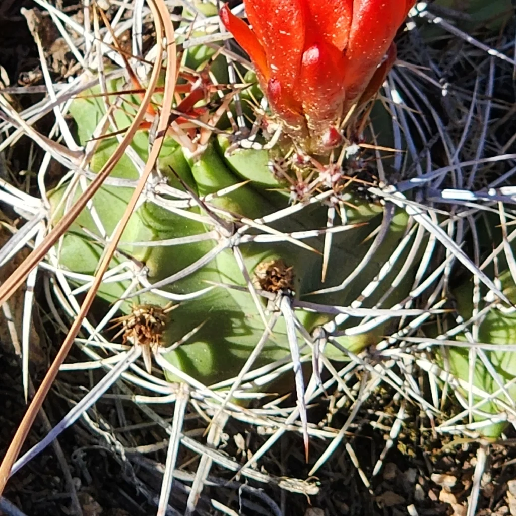 Echinocereus Triglochidiatus
