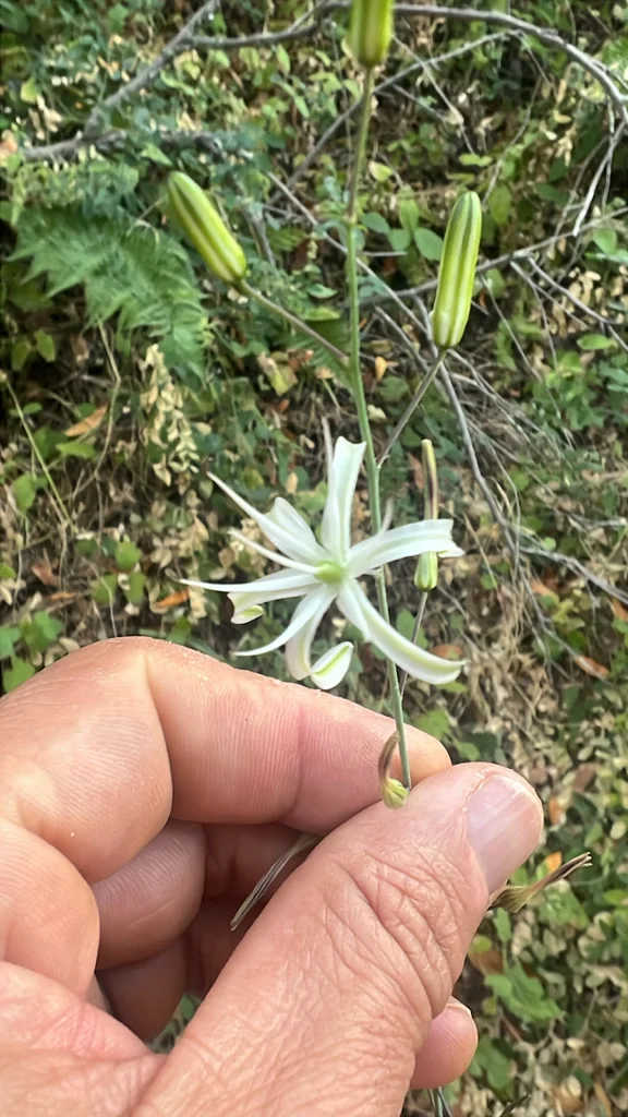 Chlorogalum Pomeridianum