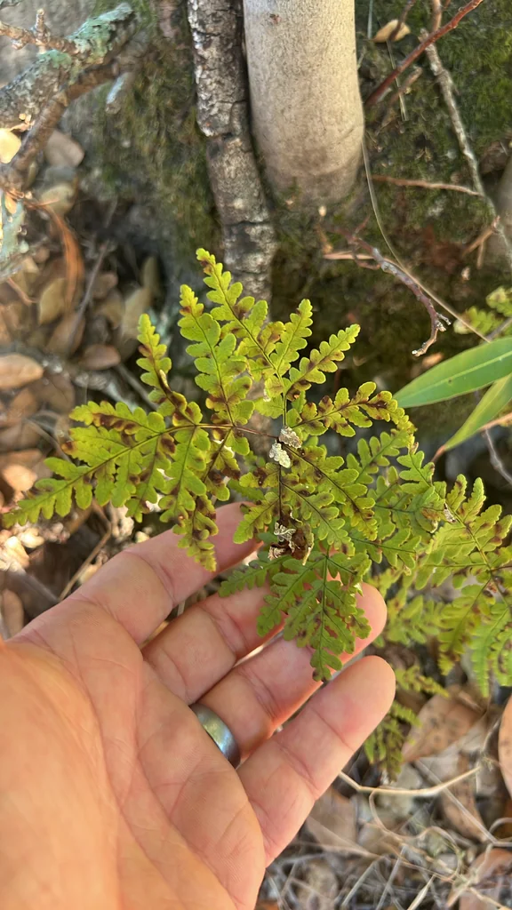 Pentagramma Triangularis
