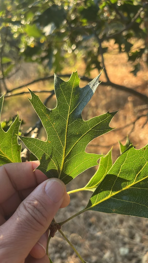 Quercus Kelloggii