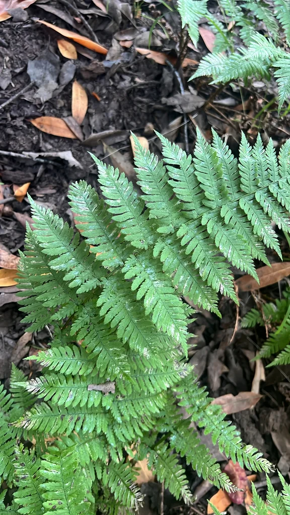 Dryopteris arguta
