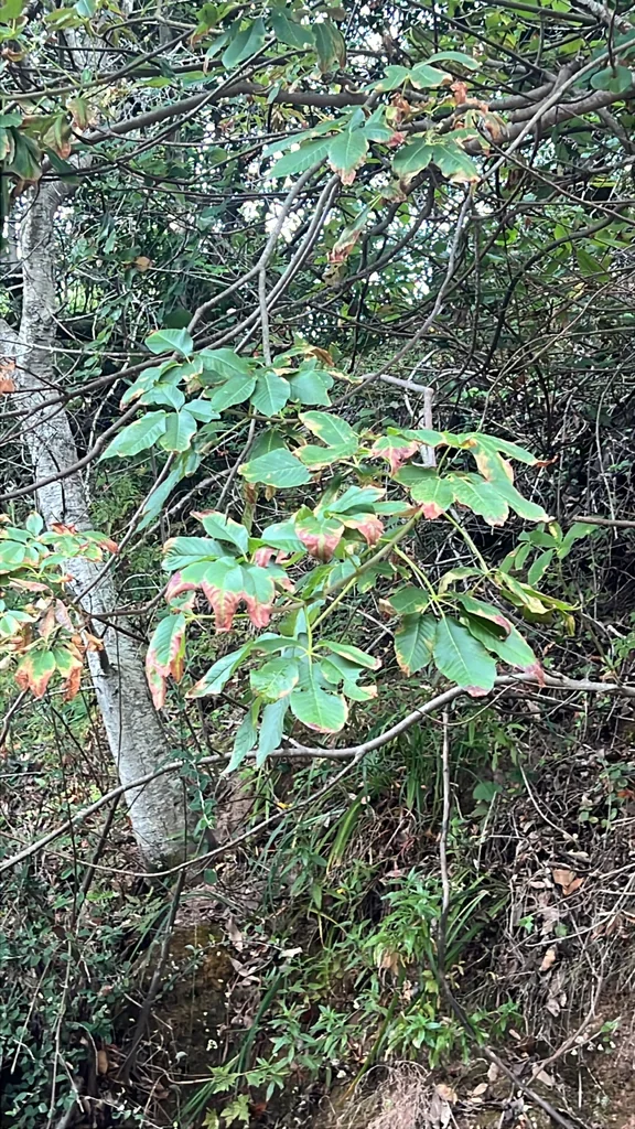 Aesculus Californica