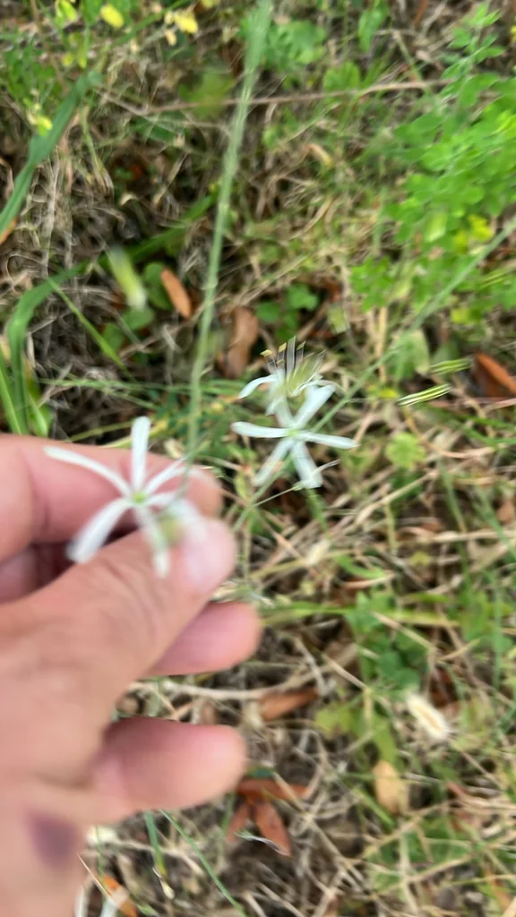 Chlorogalum Pomeridianum