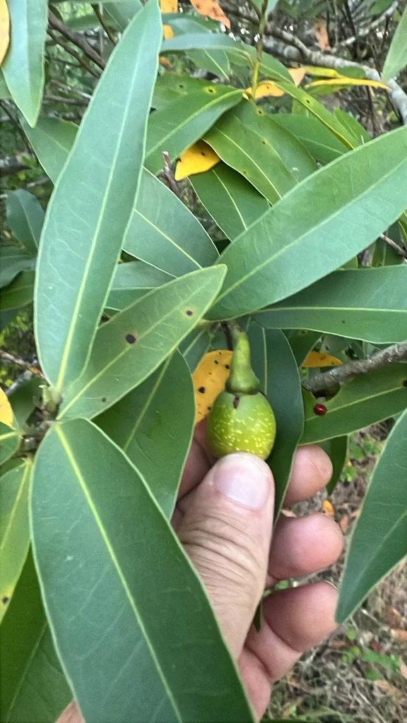 Umbellularia Californica