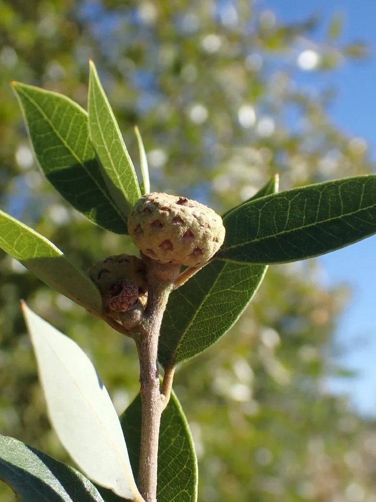 Quercus Chrysolepis