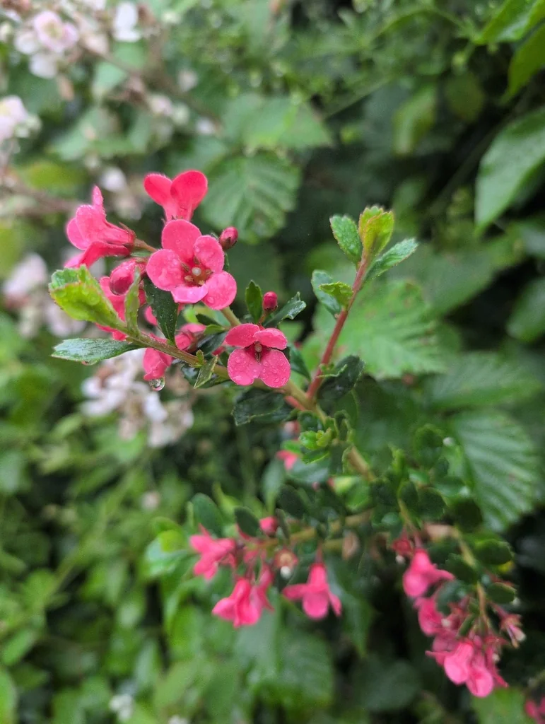 Escallonia Rubra