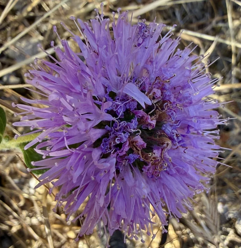 Monardella Villosa