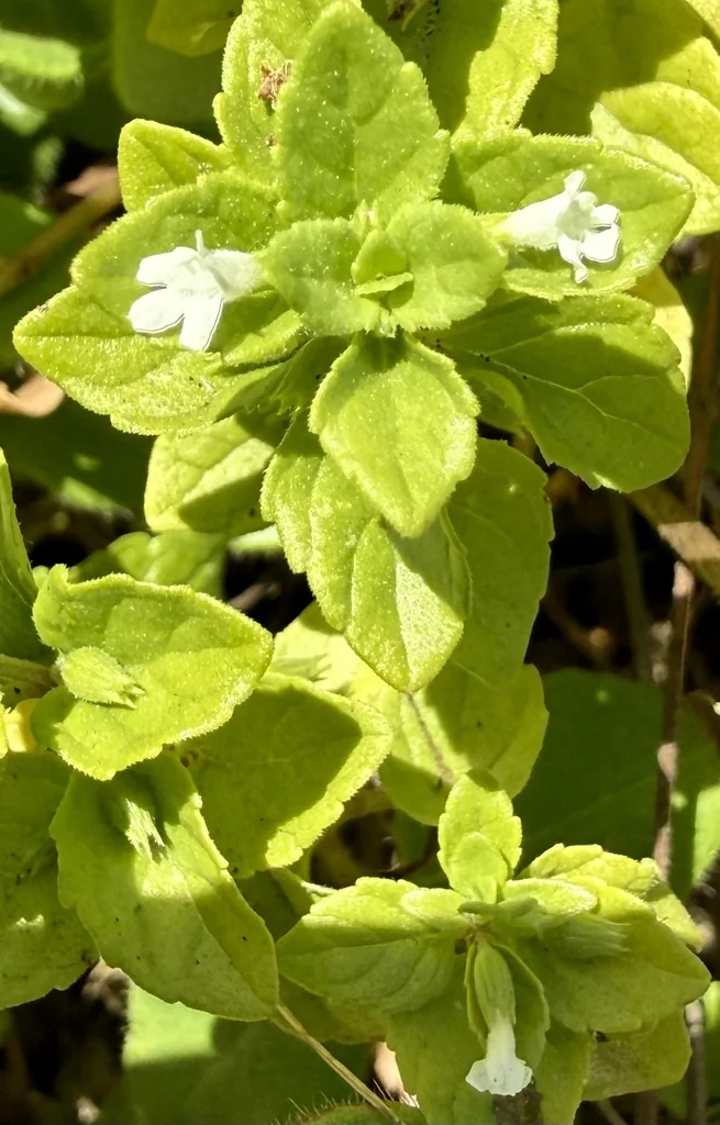 Satureja Douglasii