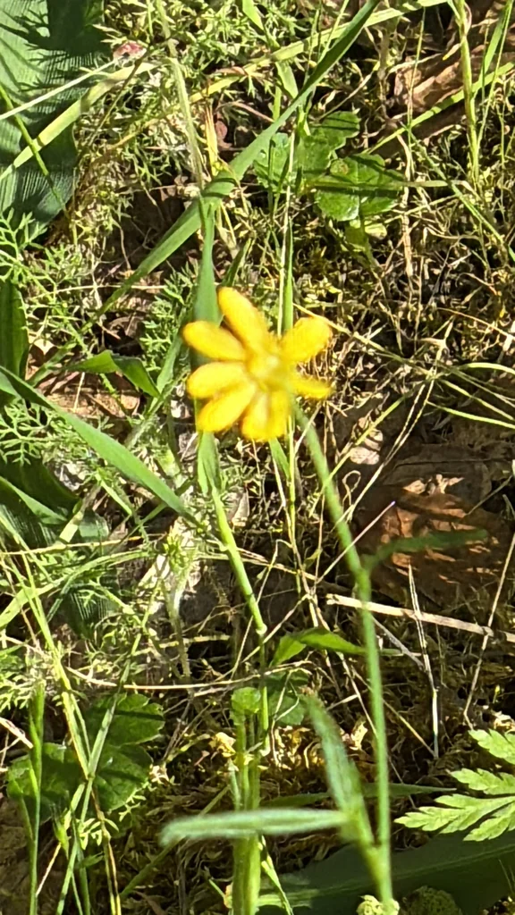 Ranunculus Californicus