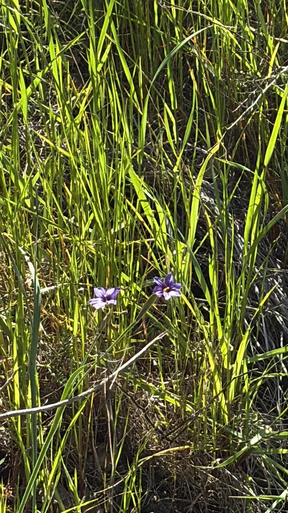 Sisyrinchium Bellum