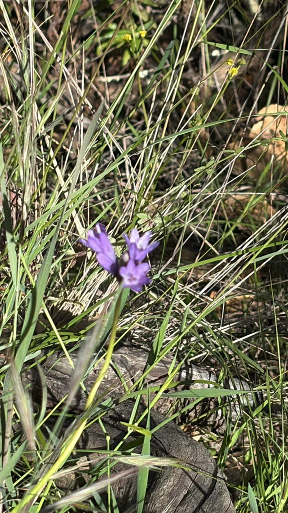 Dichelostemma Capitatum