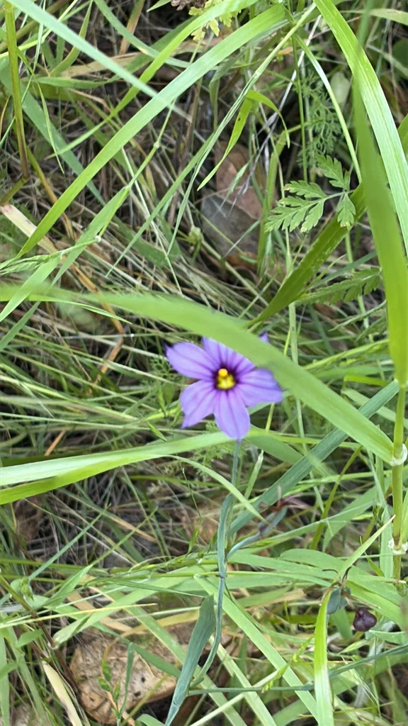 Sisyrinchium Bellum