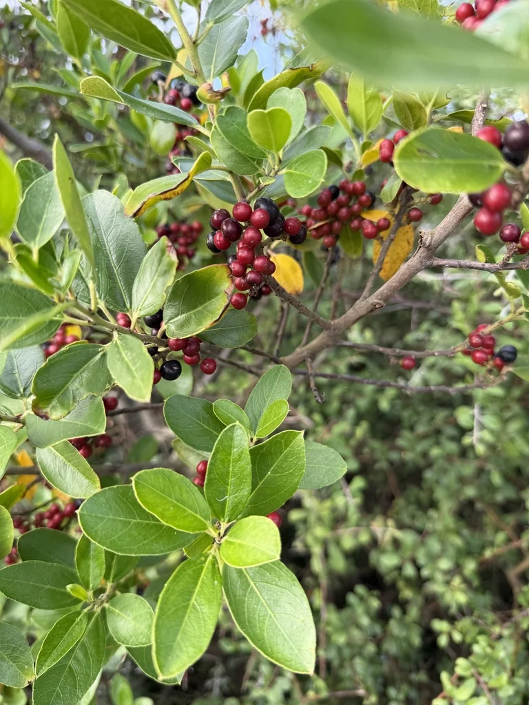 Rhamnus Alaternus