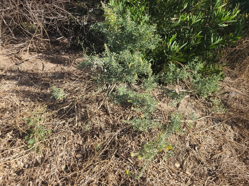 Isomeris Arborea