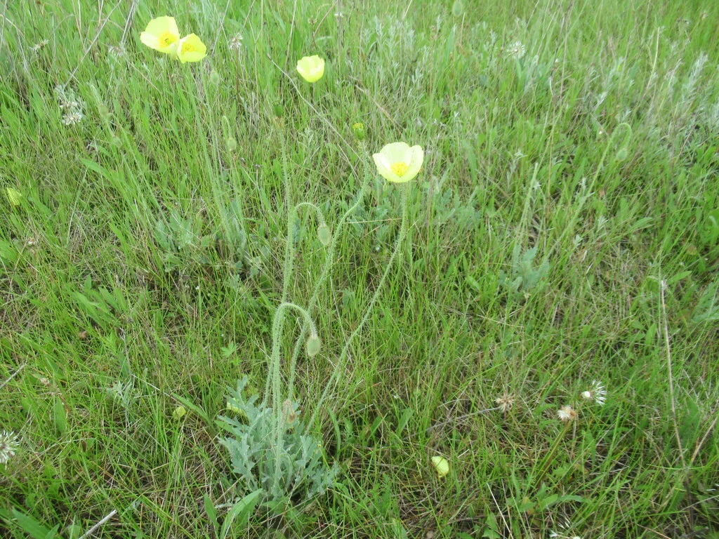 Papaver Nudicaule