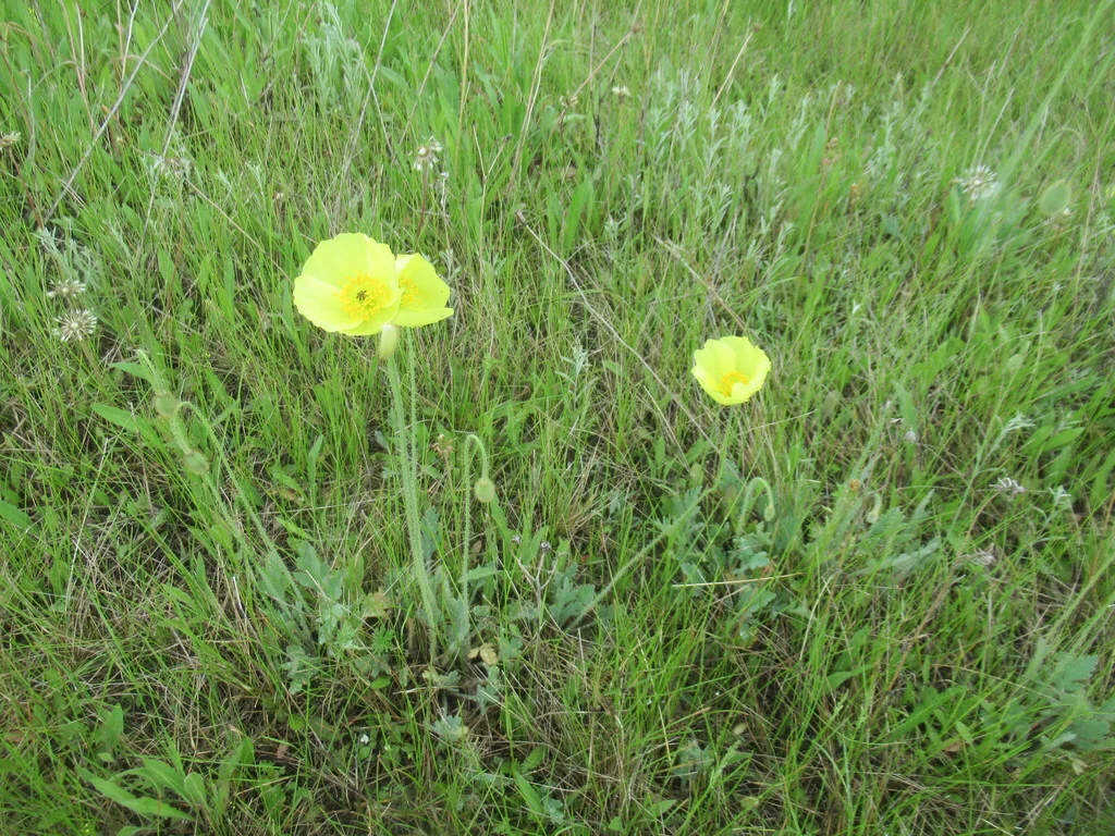 Papaver Nudicaule