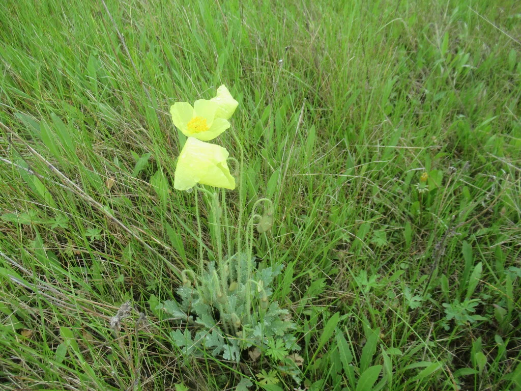 Papaver Nudicaule