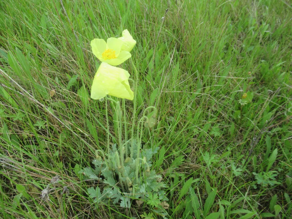Papaver Nudicaule