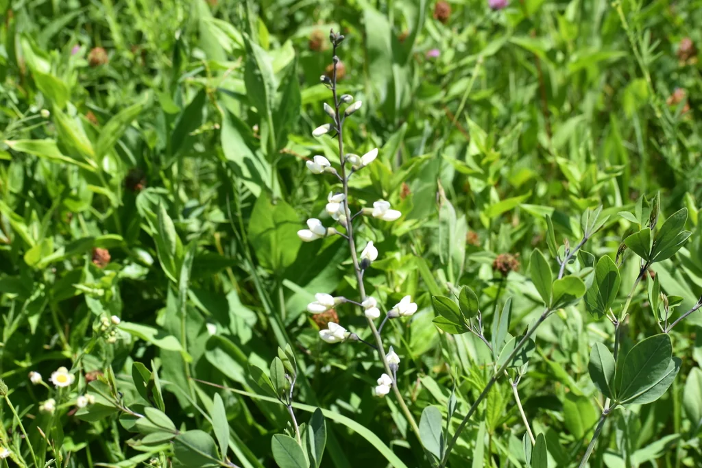 Baptisia Alba