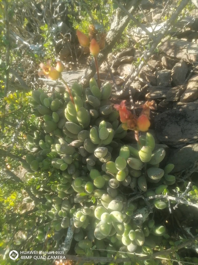 Cotyledon Tomentosa