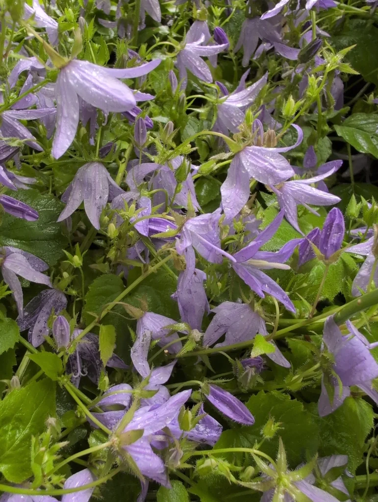 Campanula Poscharskyana