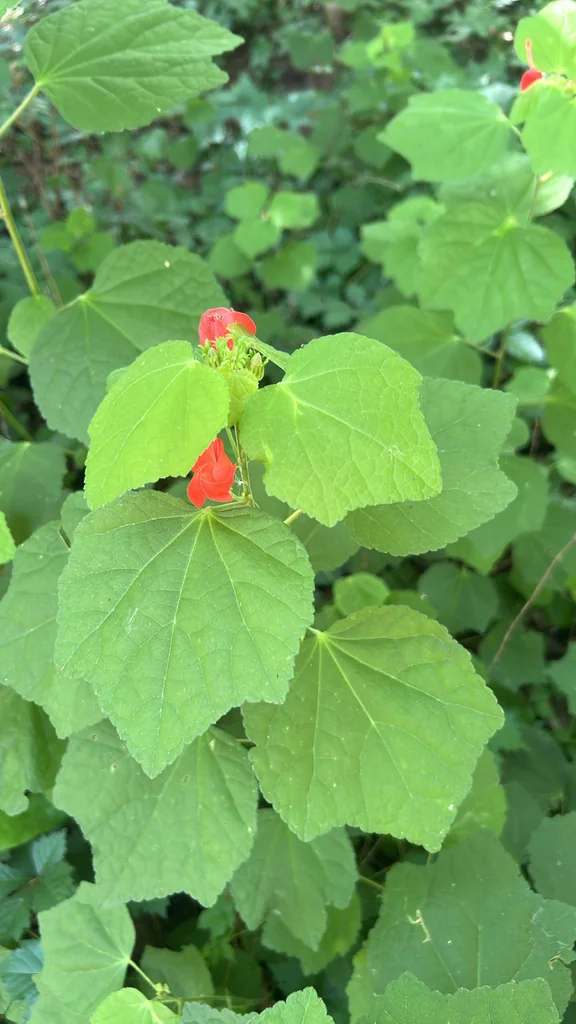 Malvaviscus Arboreus