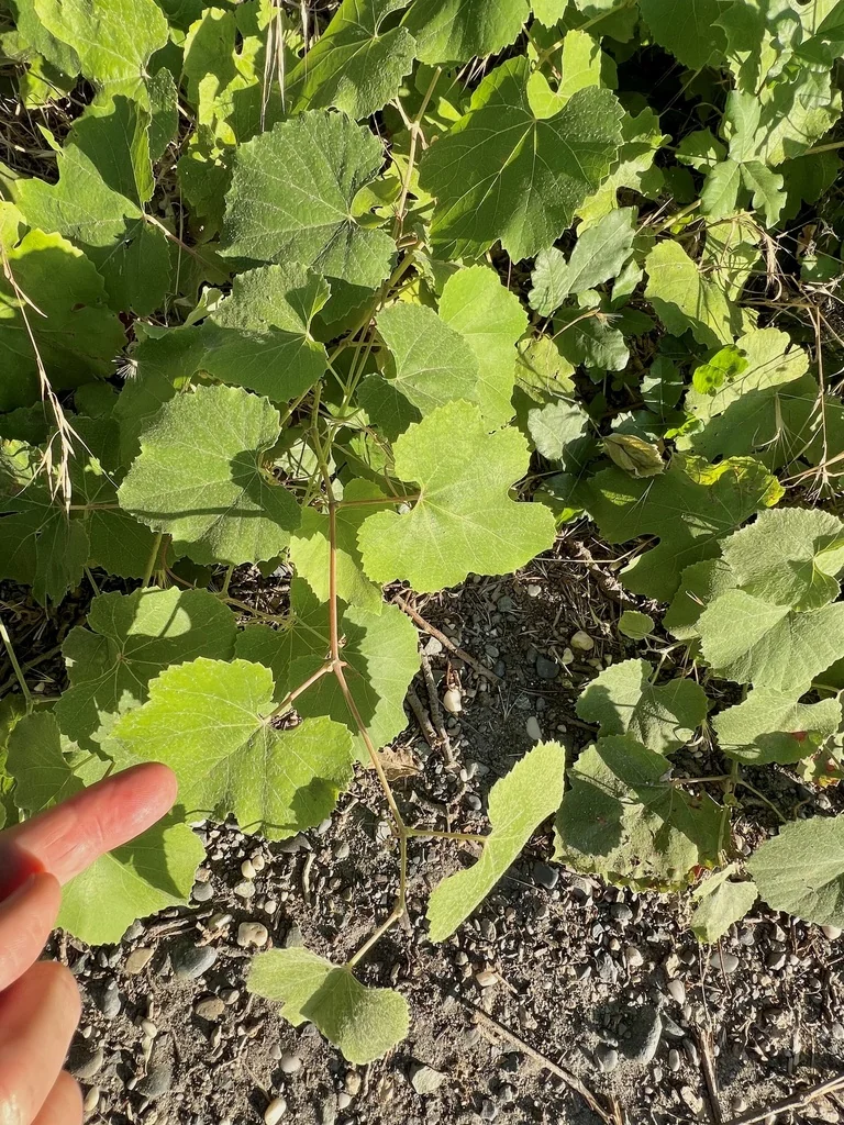 Vitis Californica