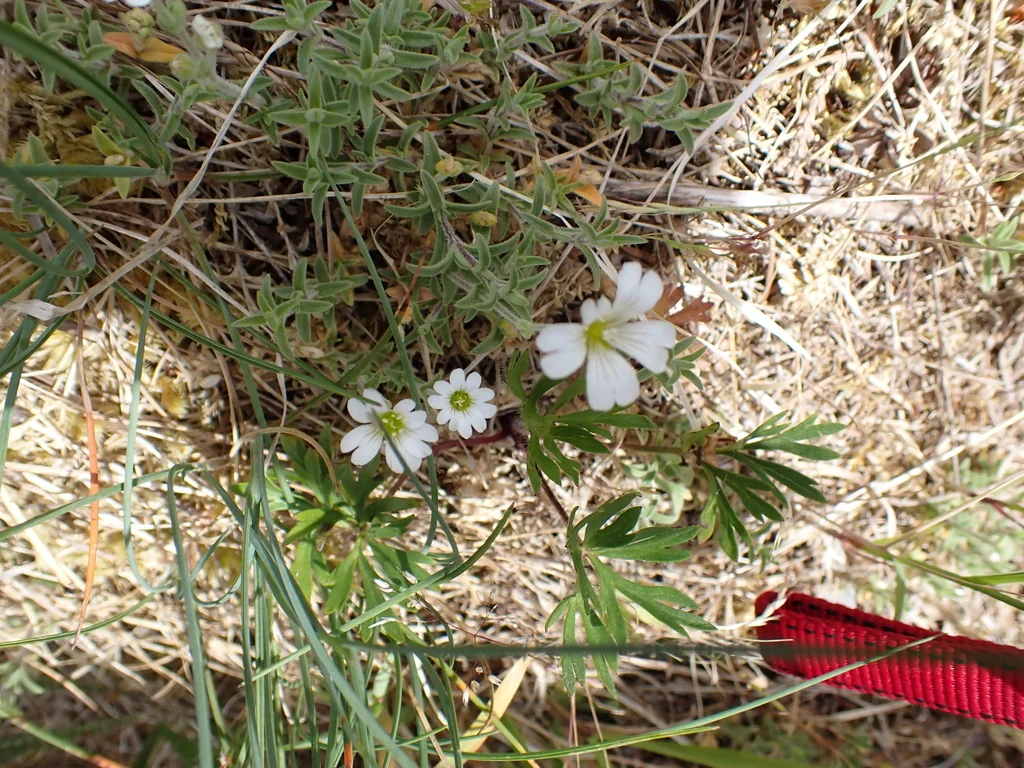 Cerastium tomentosum