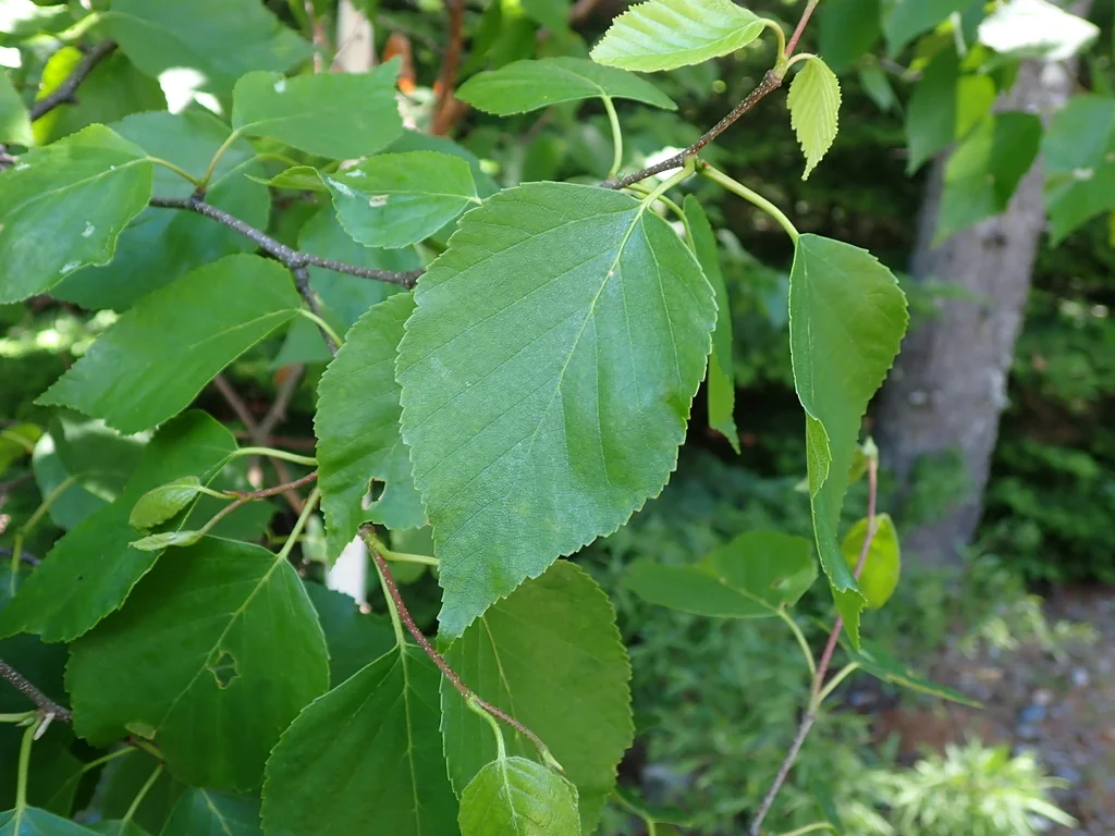 Betula Papyrifera