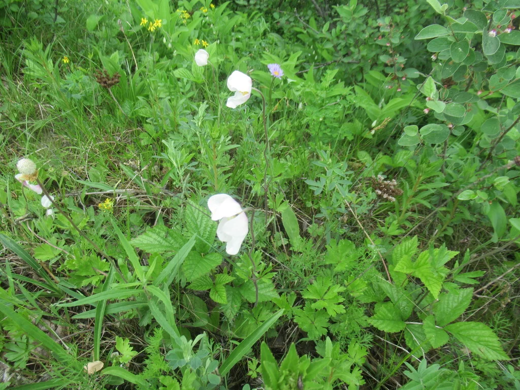 Anemone Sylvestris