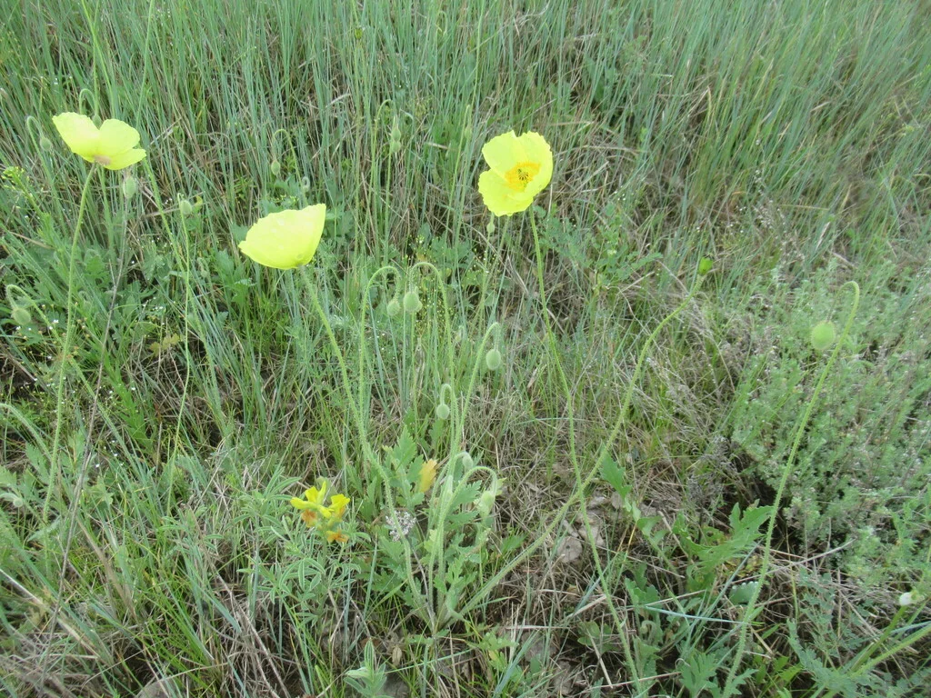 Papaver Nudicaule