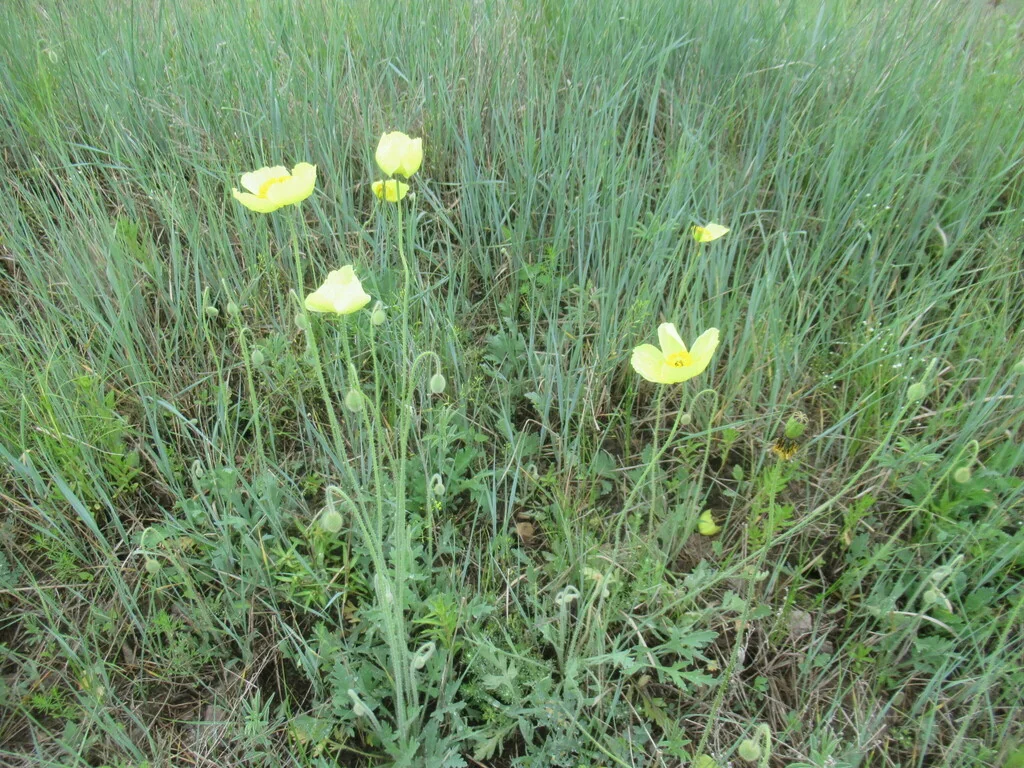 Papaver Nudicaule