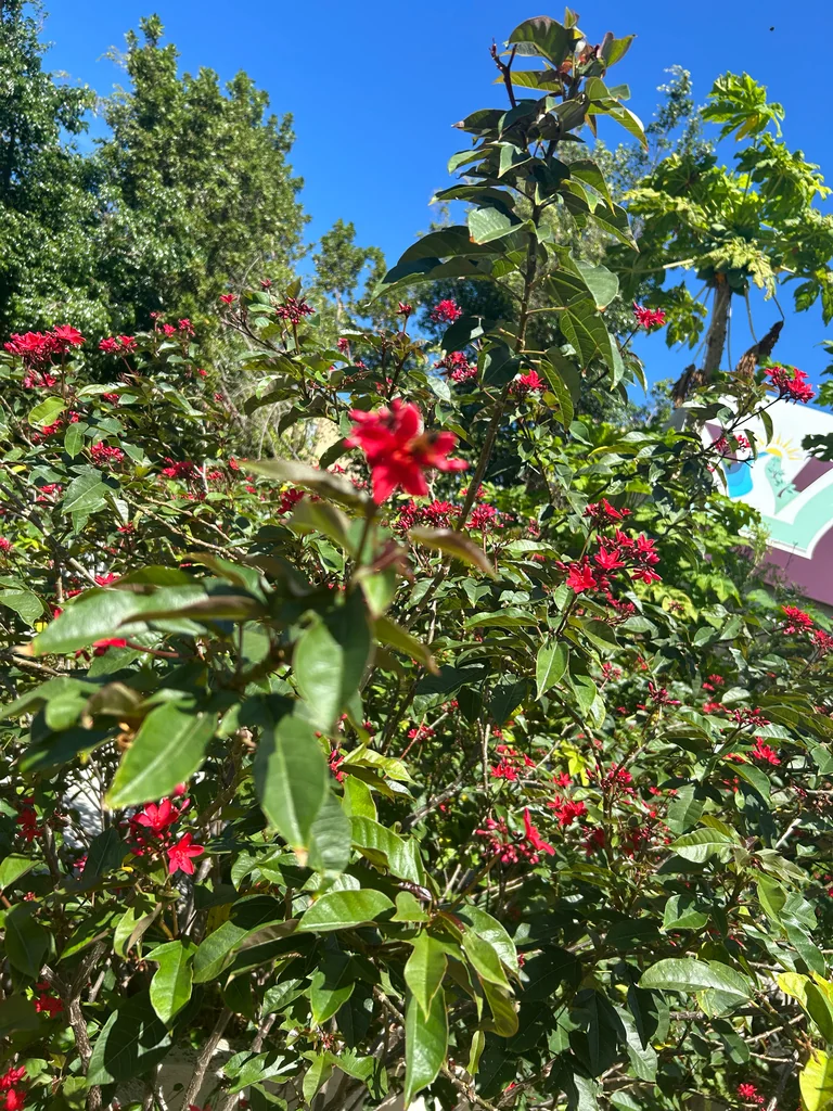 Jatropha Integerrima