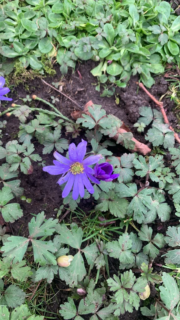 Anemone Blanda