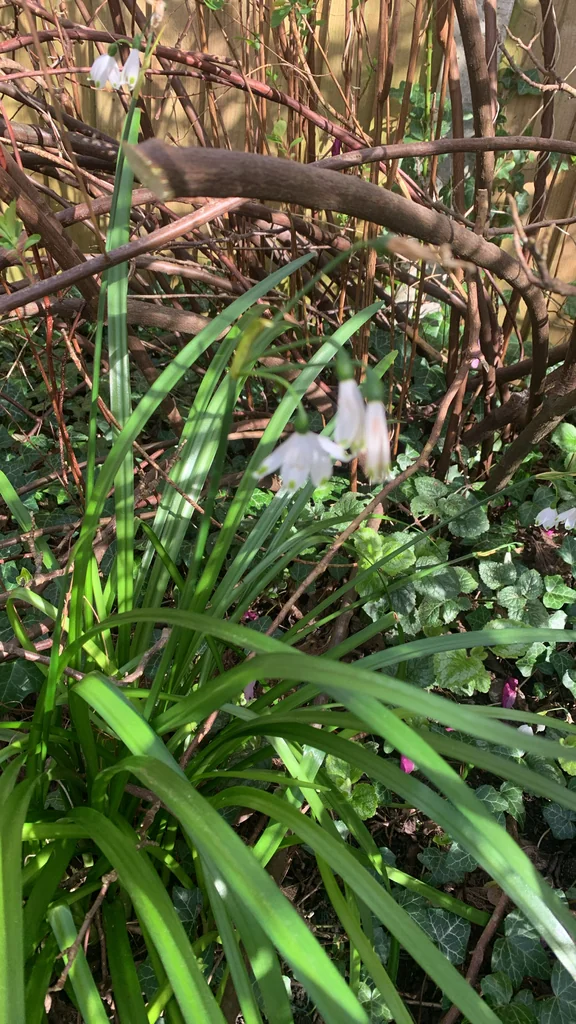Leucojum Aestivum
