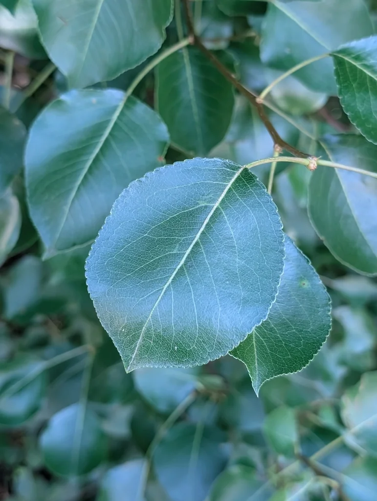 Pyrus Calleryana
