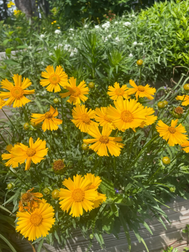 Coreopsis Lanceolata