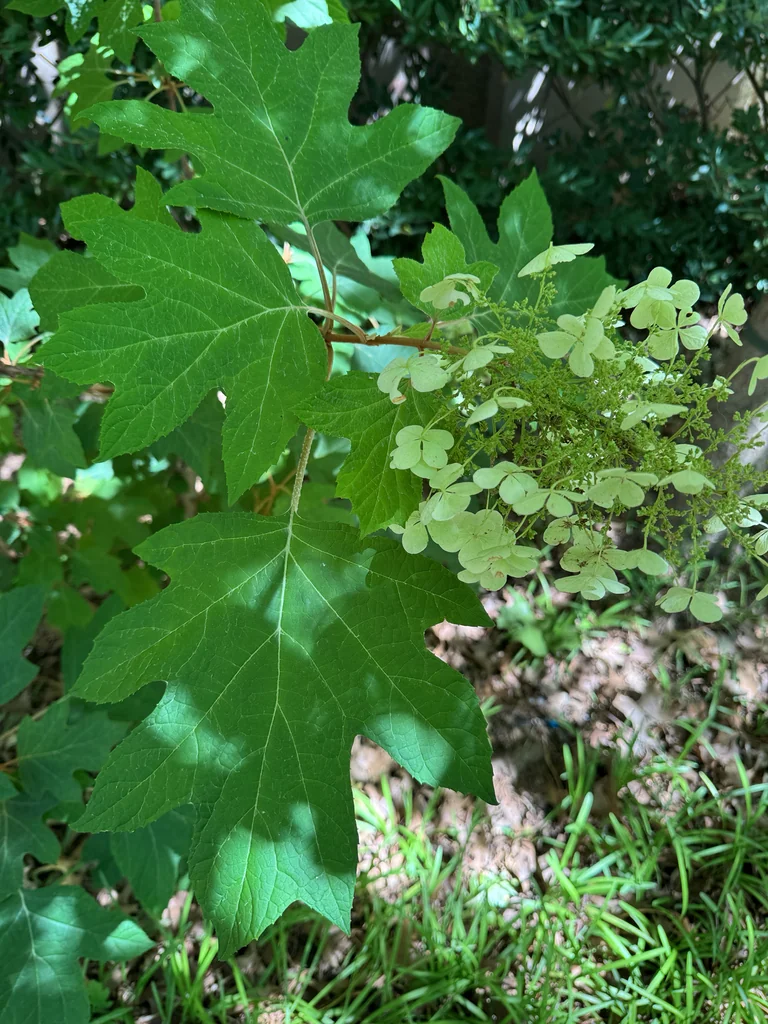 Hydrangea quercifolia
