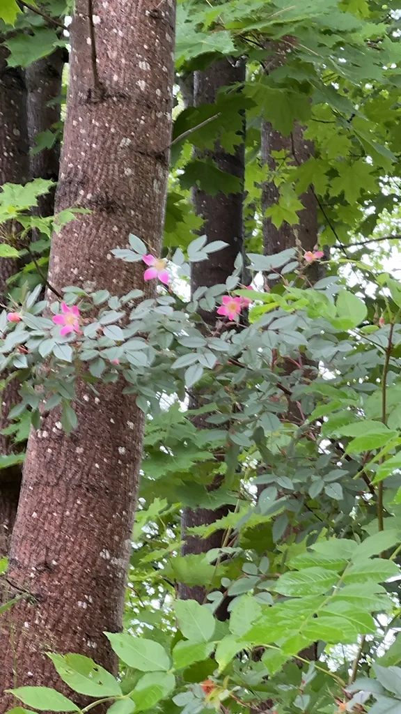 Rosa Glauca